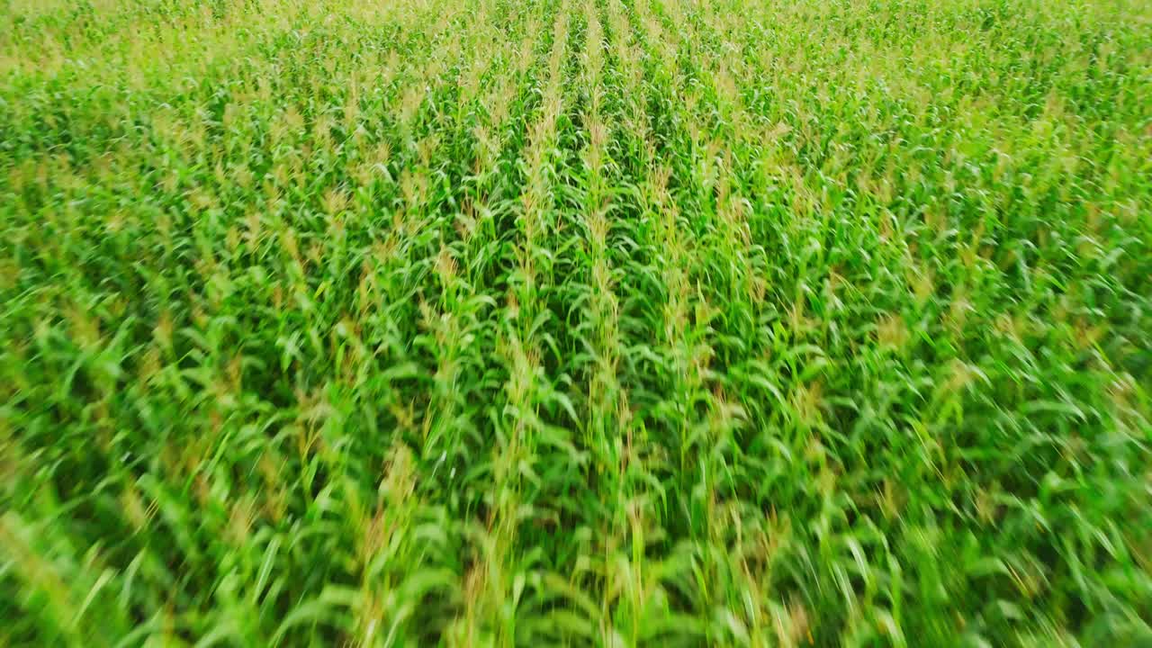 Flying Over a Lush Green Cornfield