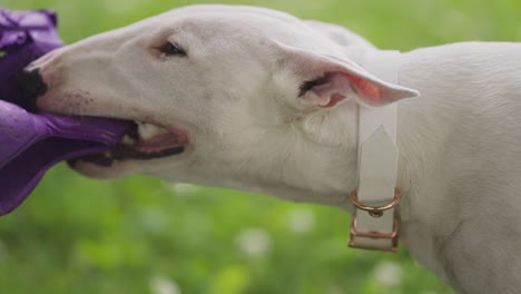 Un-Cachorro-De-Bull-Terrier-Blanco-Jugando-A-Tirar-Con-Su-Humano