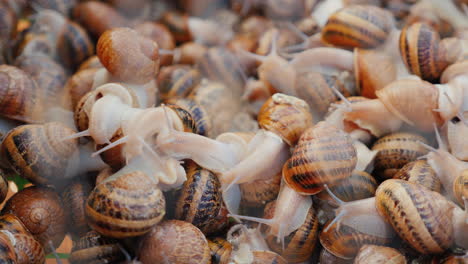 Lebende-Schnecken-Auf-Einem-Bauernhof-2