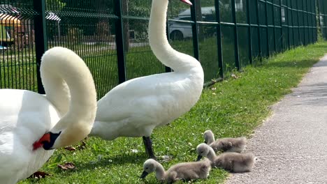 Close up shot of cute swan family with newborn baby swans in brown color. Adult Swan cleaning himself. Sunny day in promenade near lake in Europe. Camping Tourist in background. Lazise, Lake Garda.