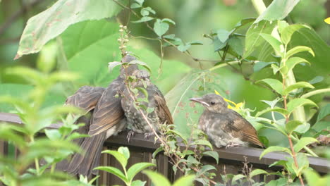 a bunch of young brown-eared bulbuls resting on the fence with lush foliage