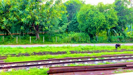 railway covered in vegetation with grazing cows near rural landscape