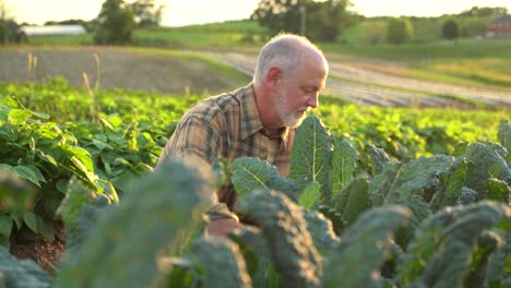 close up of farmer picking kale in the field at sunset
