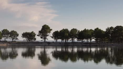 Galicia-Dune-Trees-02