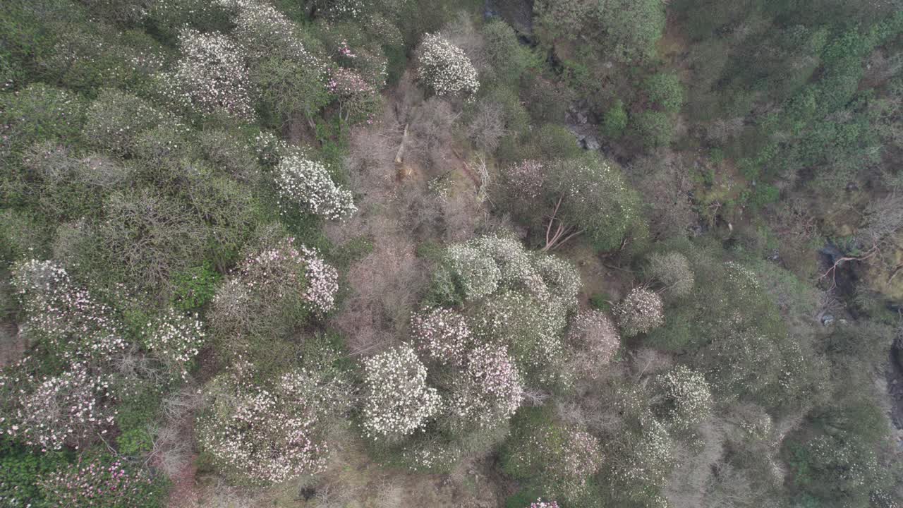 Red Rhododendron Laligurans in the jungle of Nepal