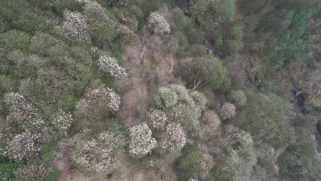 Roter-Rhododendron-Laligurans-Im-Dschungel-Von-Nepal