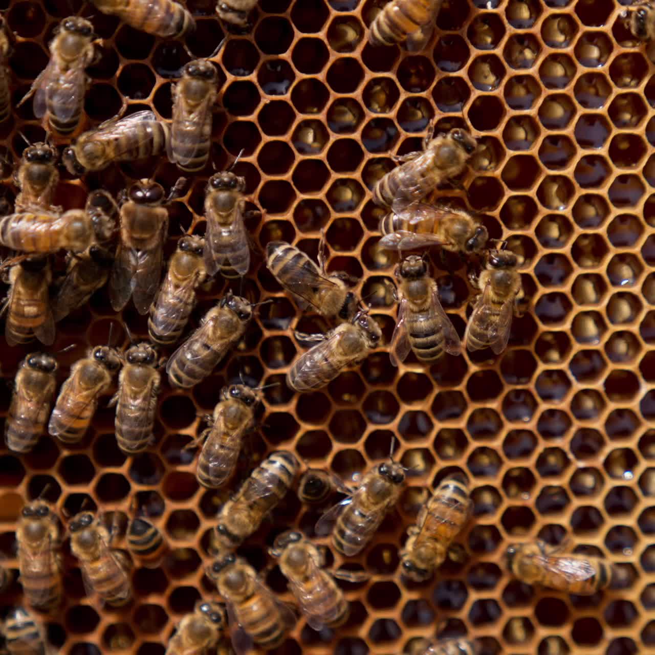 Family of bees and their queen on the honeycombs filled with honey. Cells covered with wax tops and some cells containing larvae. Close up
