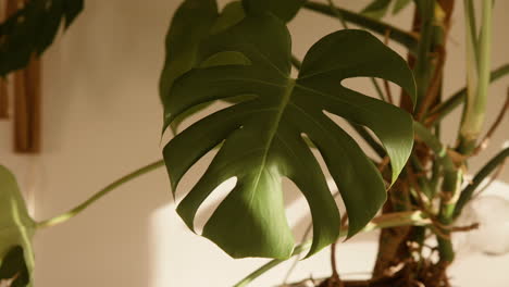 Cerrar-La-Planta-De-La-Casa-Monstruo-De-Pie-En-Una-Sala-De-Estar-Iluminada-Por-El-Sol