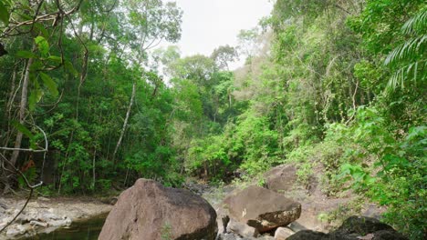 View-into-dense-forest-with-stones,-trees,-plants,-Concept-for-moving-background-image