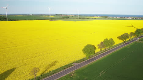 paisaje de energía renovable de turbinas eólicas en hermosos campos de canola