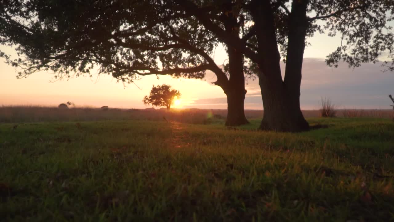 Alba o tramonto in un campo con alberi