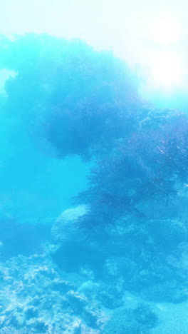 stunning underwater coral reef scene