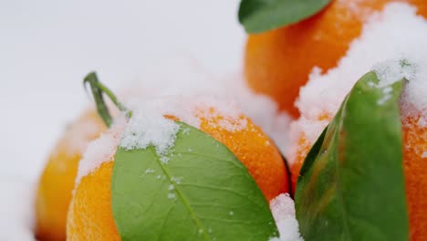 naranjas mandarinas cubiertas de nieve