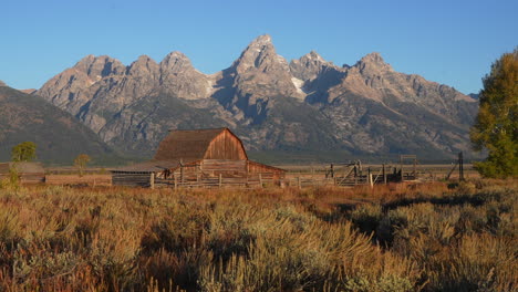 el distrito histórico de mormon row la primera luz del amanecer de la mañana parque nacional grand teton la hierba alta ventosa cae aspen árboles amarillos dorados jackson hole wyoming hermoso cielo azul deslizador cinematográfico a la izquierda lentamente