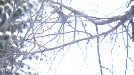 snowy winter branches