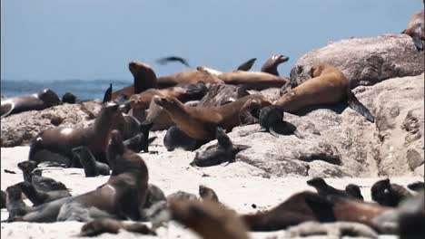 Primeros-Planos-De-Los-Jóvenes-Lobos-Marinos-De-California-Relajándose-Y-Alimentándose-En-Una-Playa-2010s