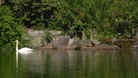 a white swan swimming across in the swan lake at the singapore botanic gardens
