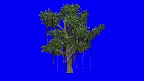3d chinese banyan tree with wind effect on blue screen 3d animation