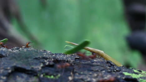 Leafcutter-ants-carrying-pieces-of-leaves-over-a-treestump-in-the-rainforest,-real-speed-close-up