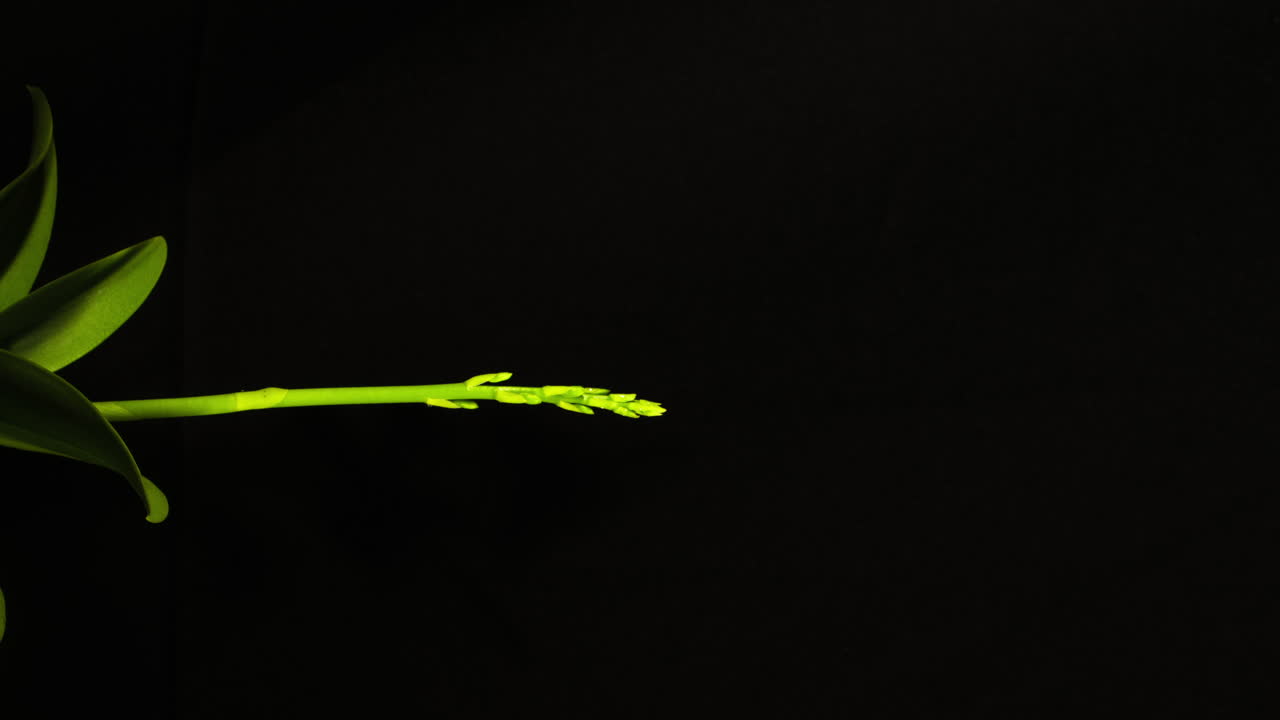 Orchid stem growing from plant and buds forming