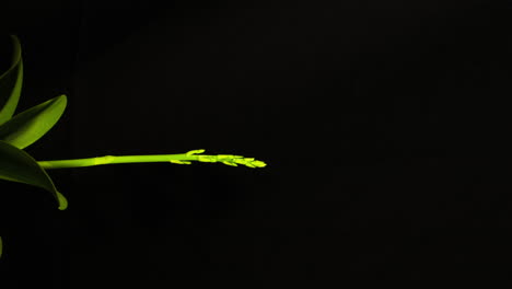orchid stem growing from plant and buds forming