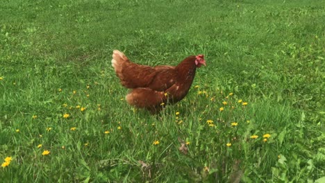 Huhn-Läuft-Herum