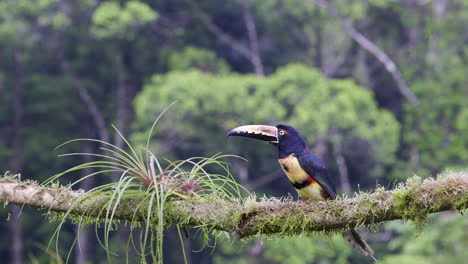 collared aracari  perched on branch, flying away