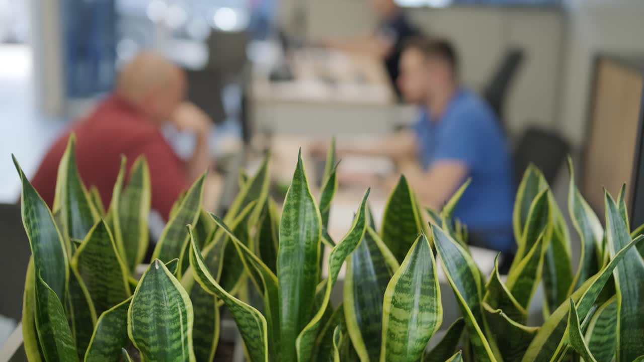 에코 오피스 인테리어, 흐릿한 배경, 복사 공간의 비에 있는 어린 초록색 식물