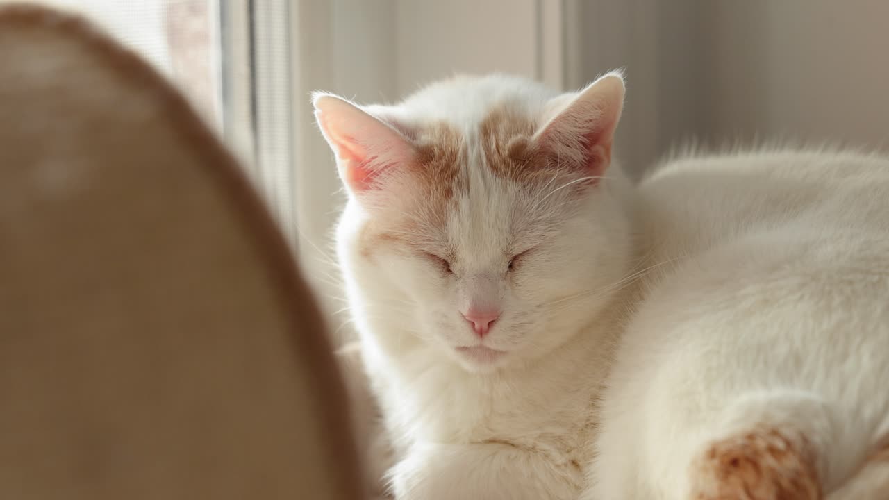화창한 날 창 앞의 황갈색 고양이 나무에서 자고 있는 나른한 흰색과 주황색 고양이