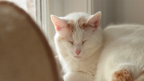 drowsy white and orange cat sleeping on a tan cat tree in front of a window on a sunny day