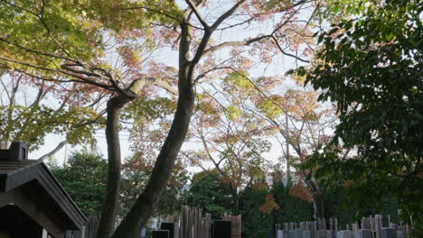 Japanese-maple-foliage-is-prone-to-leaf-scorch-in-hot-and-dry-locations-in-full-sun