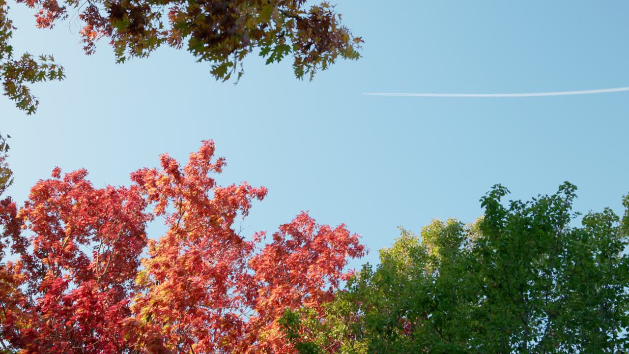 Orange and green leaves frame a clear sky as a plane with jet stream cuts across, mixing autumn colors and aviation in Canberra.