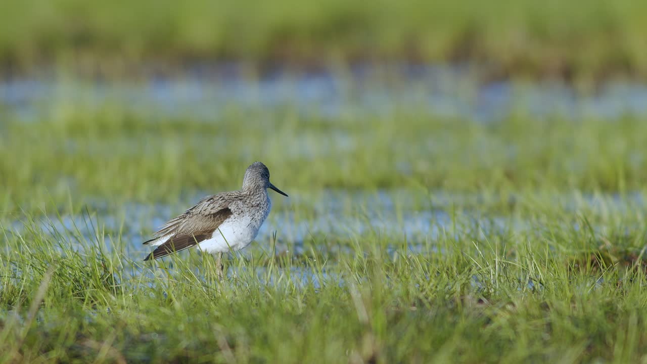봄 이동 중 습지에서 먹이를 먹는 일반적인 그린섕크