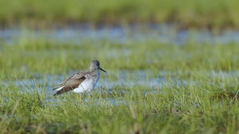 Common-greenshank-in-feeding-in-wetlands-during-spring-migration