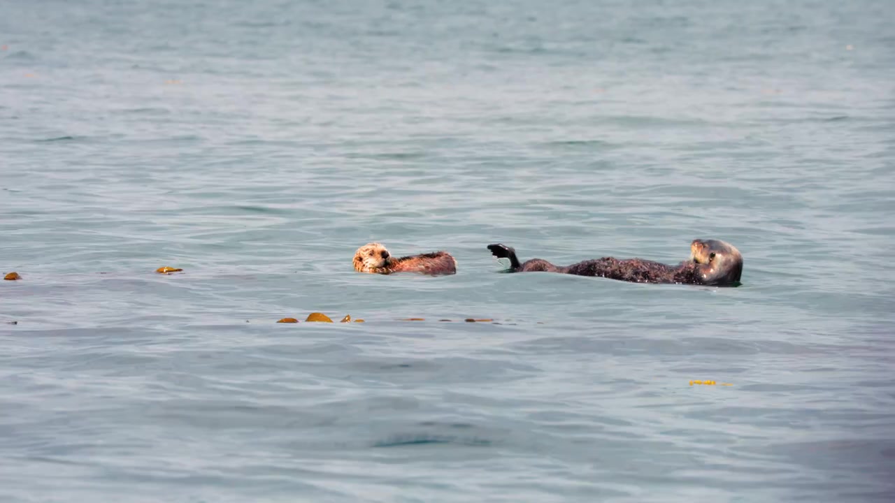 Un par de nutrias marinas salvajes descansan y se acicalan mientras flotan de espaldas en aguas oceánicas tranquilas cerca de un lecho de algas marinas. Comportamiento natural de la vida silvestre en un entorno marino