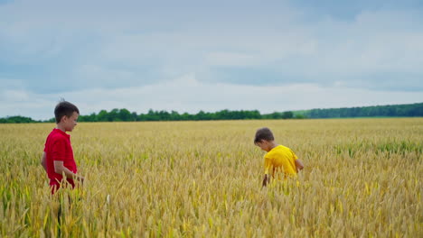 Boy throws starw hat on brother`s head. Kid is trying to catch hat. Video in a field. Gold wheat and blue sky. Motion video. Brothers playing.