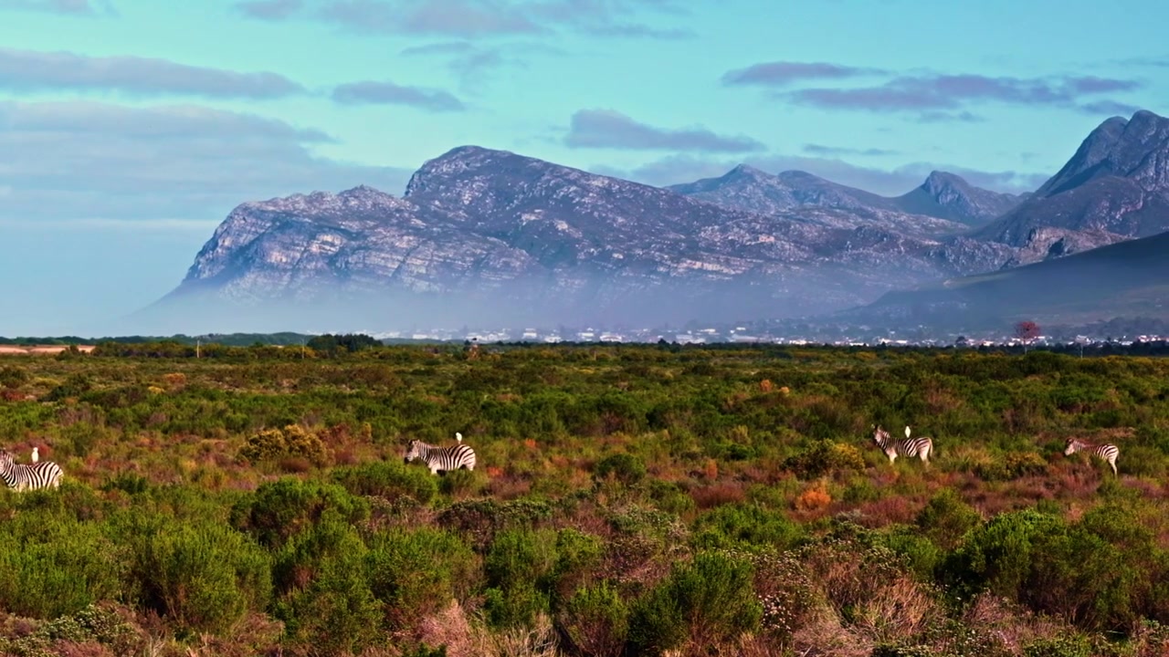 Beautiful landscape shot of zebra on a vast expanse with dramatic mountains in the distance in South Africa