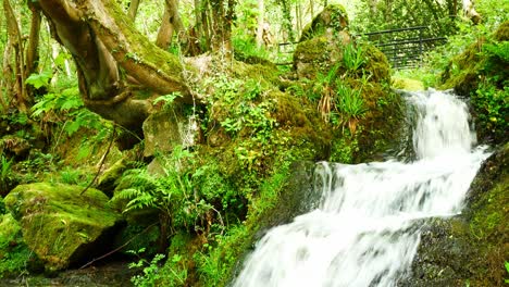 beautiful fresh flowing clear waterfall cascades in peaceful green fertile forest foliage environment