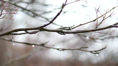 Rack focus between autumn branches with raindrops, melancholy and silence concept, shallow depth