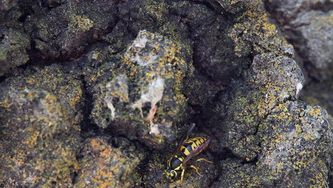 la avispa de chaqueta amarilla solitaria busca comida en los pliegues de la corteza de los árboles maduros