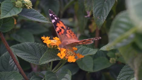 this video shows a closeup of a butterfly on a flower in a bush