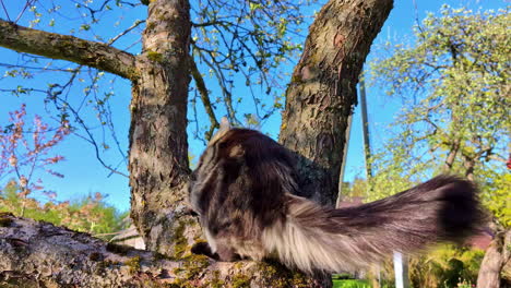 maine coon cat sitting on a tree branch in the park, windy day