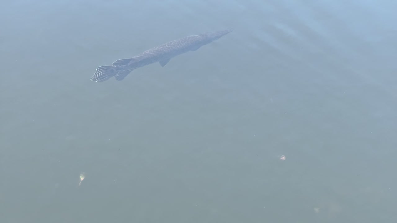 Alligator Gar Swimming in Clear Waters of the Everglades, Florida