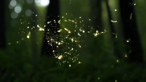 fireflies glowing in a forest at night