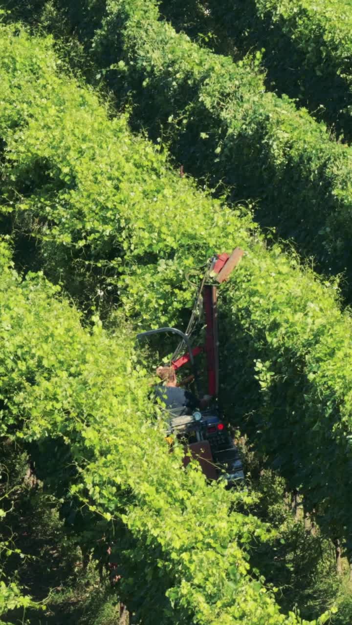 ぶどう を 収 する 機械 に よっ て 豊かな ぶどう 畑 の 列 に 植え て いる