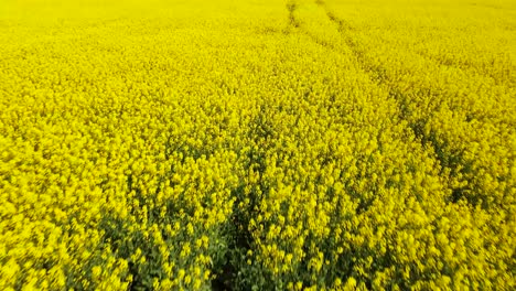 drone flying over canola field looking down