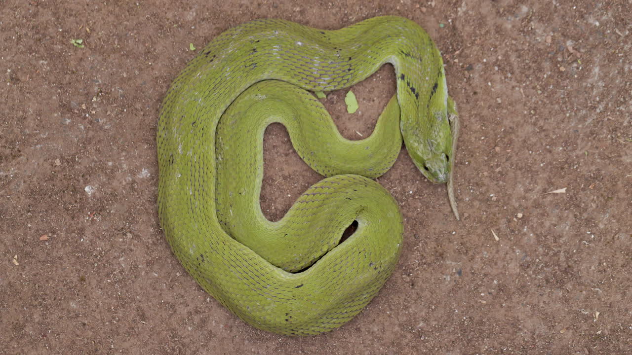 serpiente verde keelback tirada en el suelo temprano en la mañana ganando calor de la luz del sol