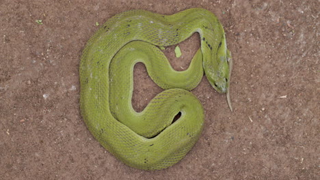 green keelback snake laying on ground early morning gaining heat from sunlight