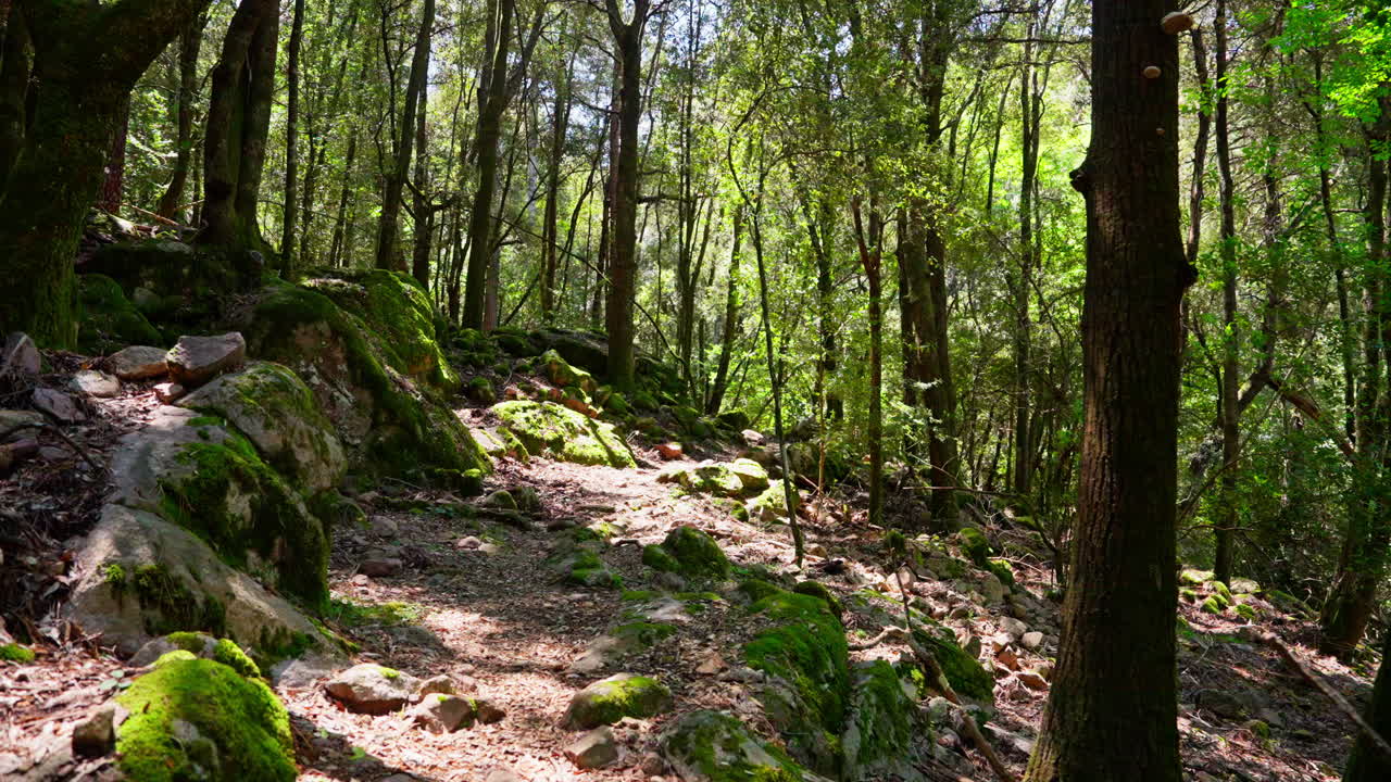 Panoramic view of green lush forest. Natural wilderness. Lost in the woods. Hiking path. Green ecosystem. Peaceful biodiversity