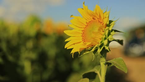 Sonnenblume-Auf-Der-Linken-Seite-Mit-Verschwommenem-Hintergrund,-Perfekte-Aufnahme-Für-Titel-Oder-Grafiken